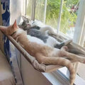 Cat Window Hammock with Strong Suction Cups, Space-Saving Cat Window Perch Bed for Indoor Cats